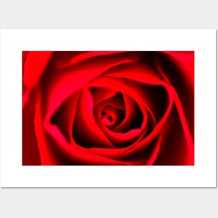 Red Rose Posters and Art